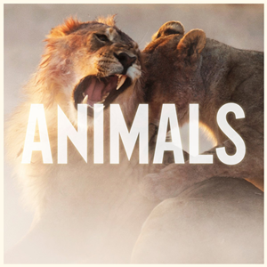 Animals (Maroon 5 song)